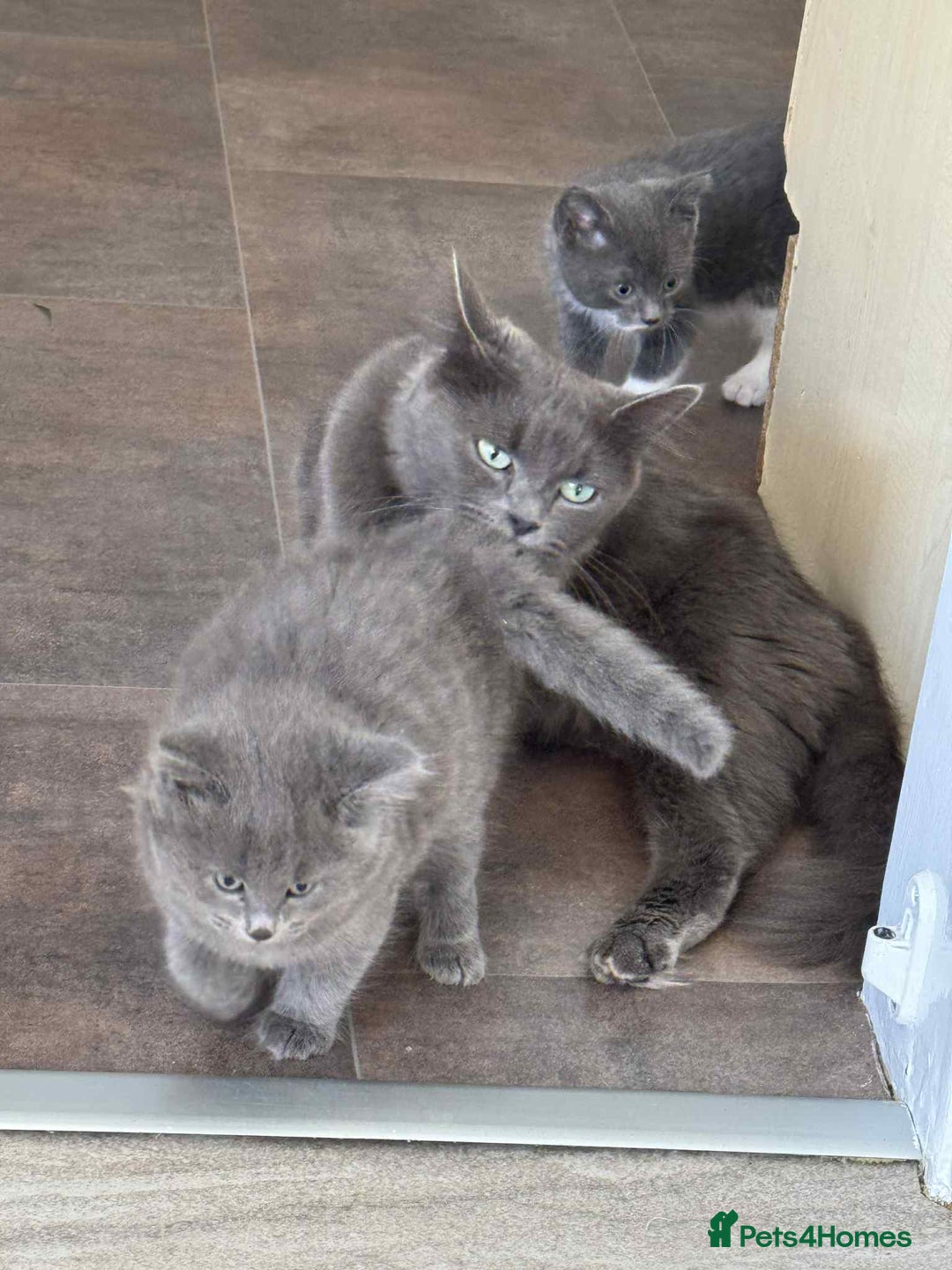 Persian cats for sale: Persian x kittens  - Image 11