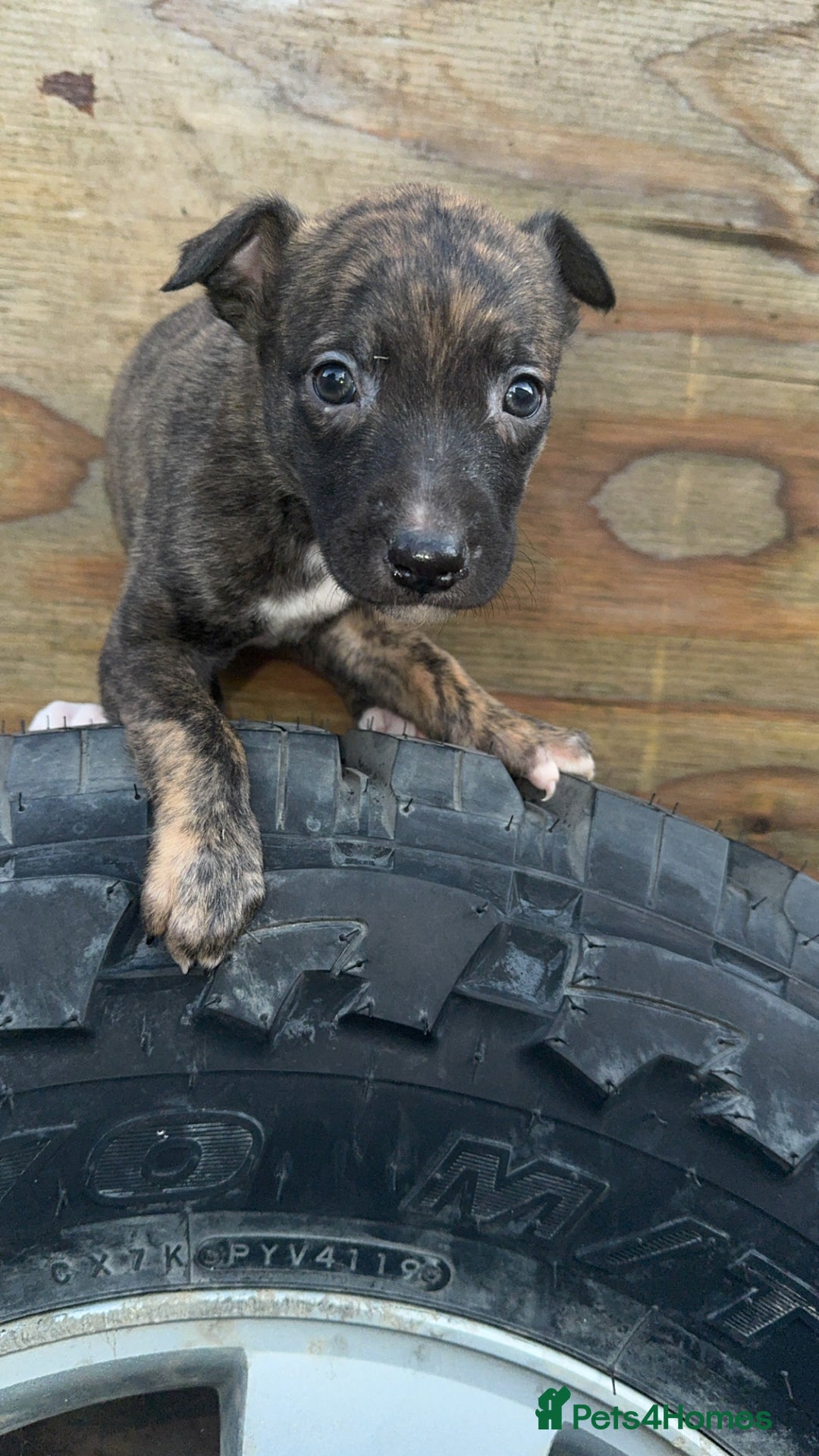 Mixed Breed dogs for sale: Beautiful litter of puppies  - Image 8