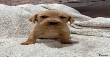 Labrador Retriever dogs - Advert 2