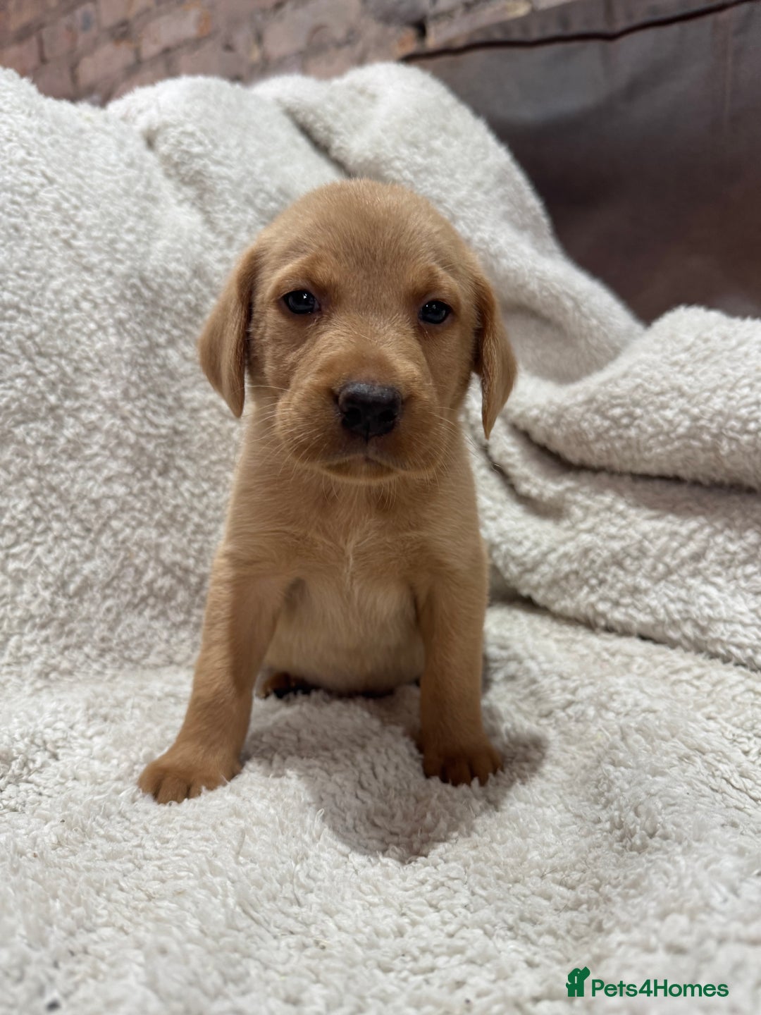 Labrador Retriever dogs for sale: Labrador Pups - Image 2