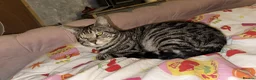 Bengal cats for sale: Cashmere coat bengals - Advert 6