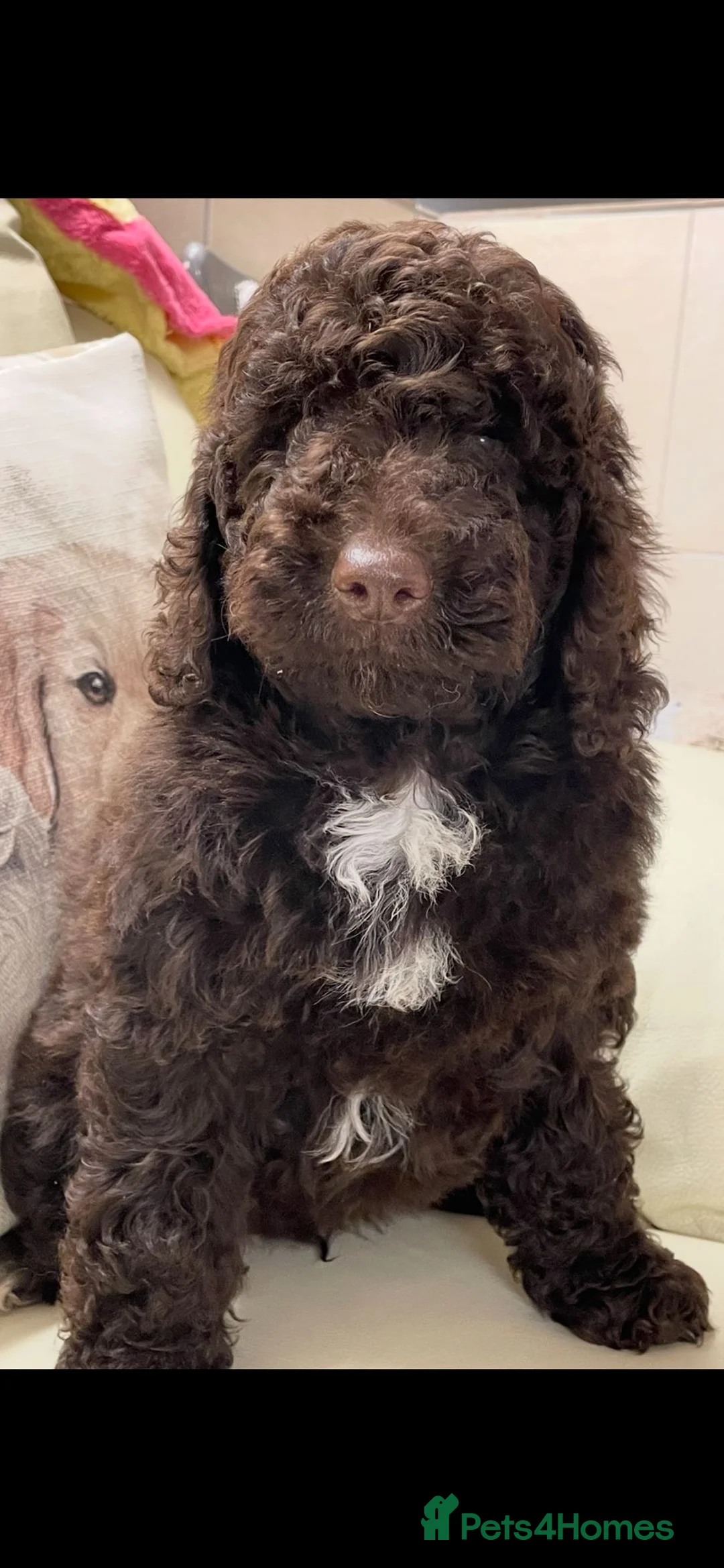 Cockapoo dogs for sale: Stunning Double Doodles  - Advert 7
