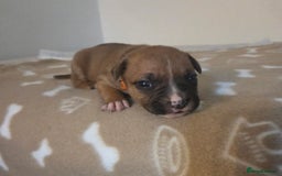 Staffordshire Bull Terrier dogs for sale: Beautiful litter of 9 Staffs  - Image 8