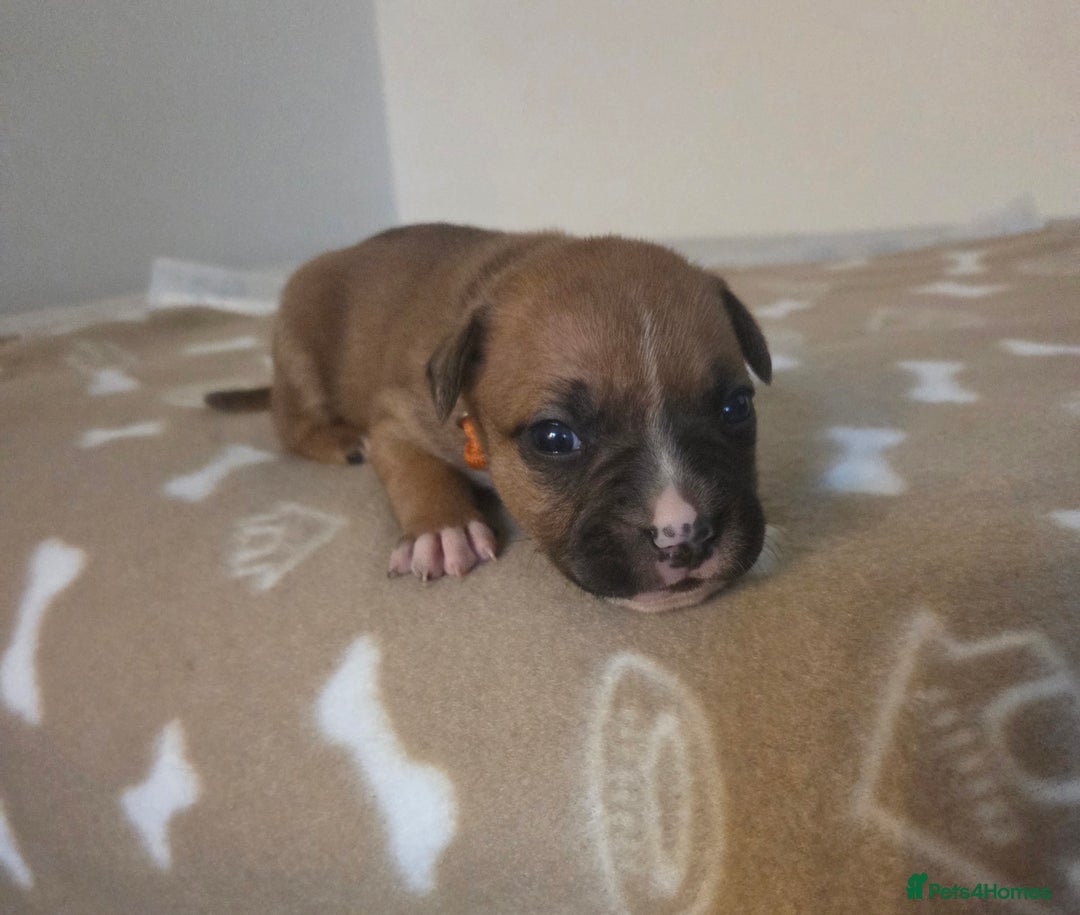 Staffordshire Bull Terrier dogs for sale: Beautiful litter of 9 Staffs  - Image 8
