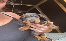 Miniature Dachshund dogs for sale: Beautiful miniature dachshund puppies - Image 31