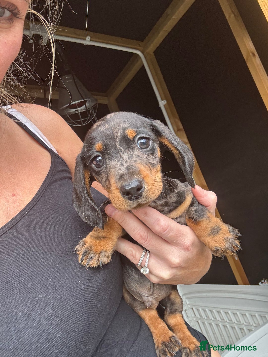 Miniature Dachshund dogs for sale: Beautiful miniature dachshund puppies - Image 31