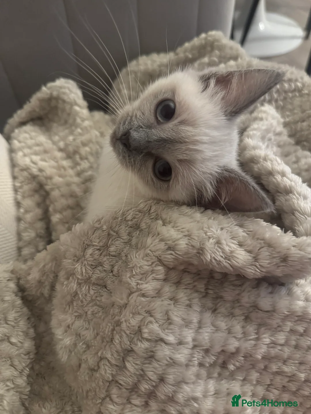 Ragdoll cats for sale: Ragdoll mix  - Advert 8