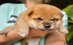 Japanese Shiba Inu dogs for sale: KC reg Japanese Shiba Inu puppies  - Image 16