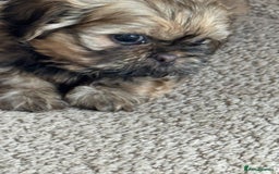 Shih Tzu dogs for sale: Shihtzu pups  - Image 10