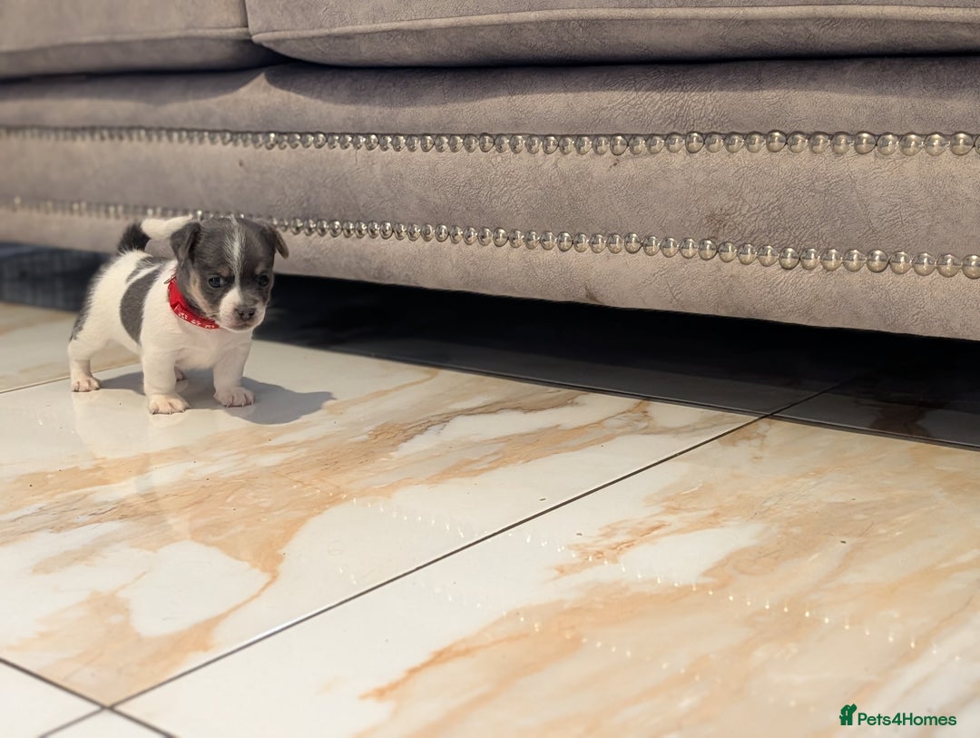 Jack Russell dogs for sale: Quality Miniature Jack Russells  - Advert 5