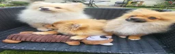 Pomeranian dogs for sale: Pomeranian Puppies looking for a new home - Advert 5