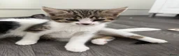 Mixed Breed cats for sale: Kittens for sale in Trimdon Station - Advert 10