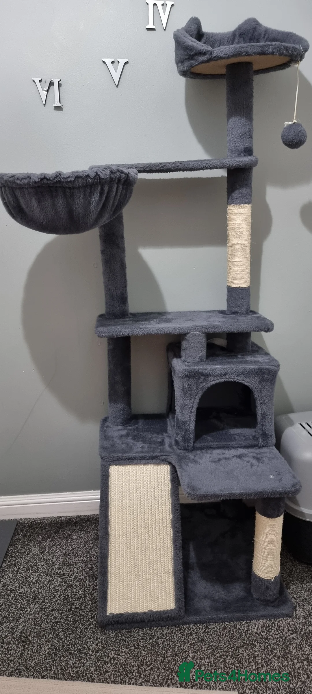 Russian Blue cats for sale: Blue Russian Cat Looking for a Loving Home - Advert 8