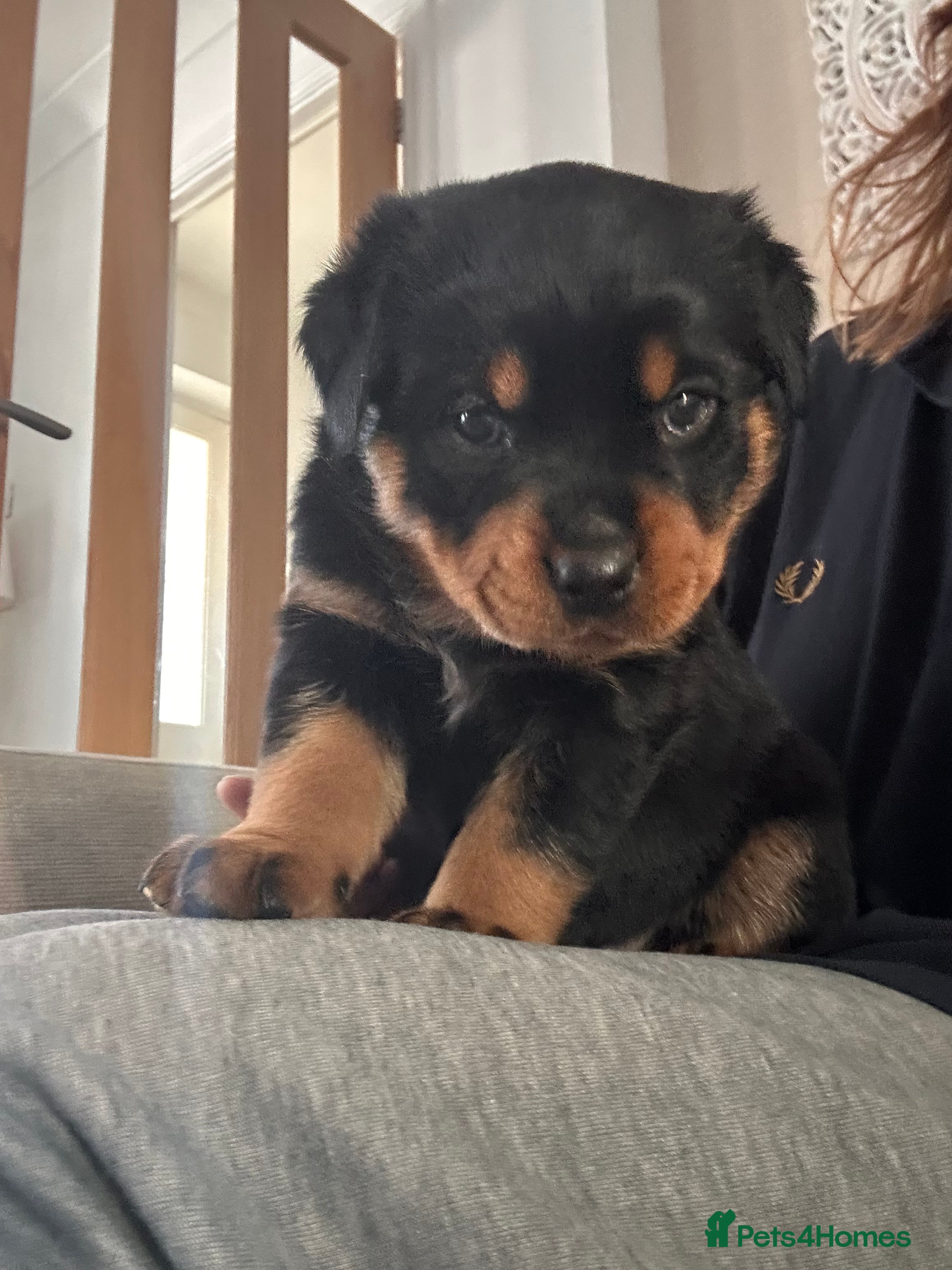 Rottweiler Puppy 4