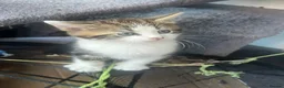 Mixed Breed cats for sale: Kittens for sale  - Advert 14