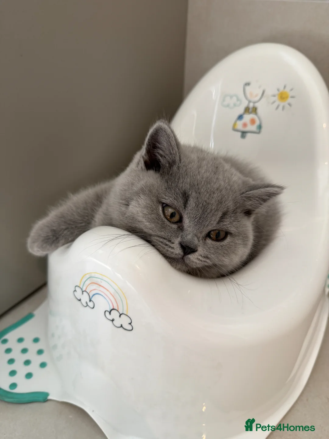 British Shorthair cats for sale: TICA registered champion bloodline BSH kittens - Advert 2