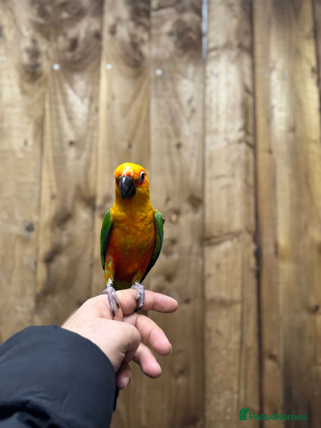 Conures birds for sale: Baby Jandey conure  - Advert 4