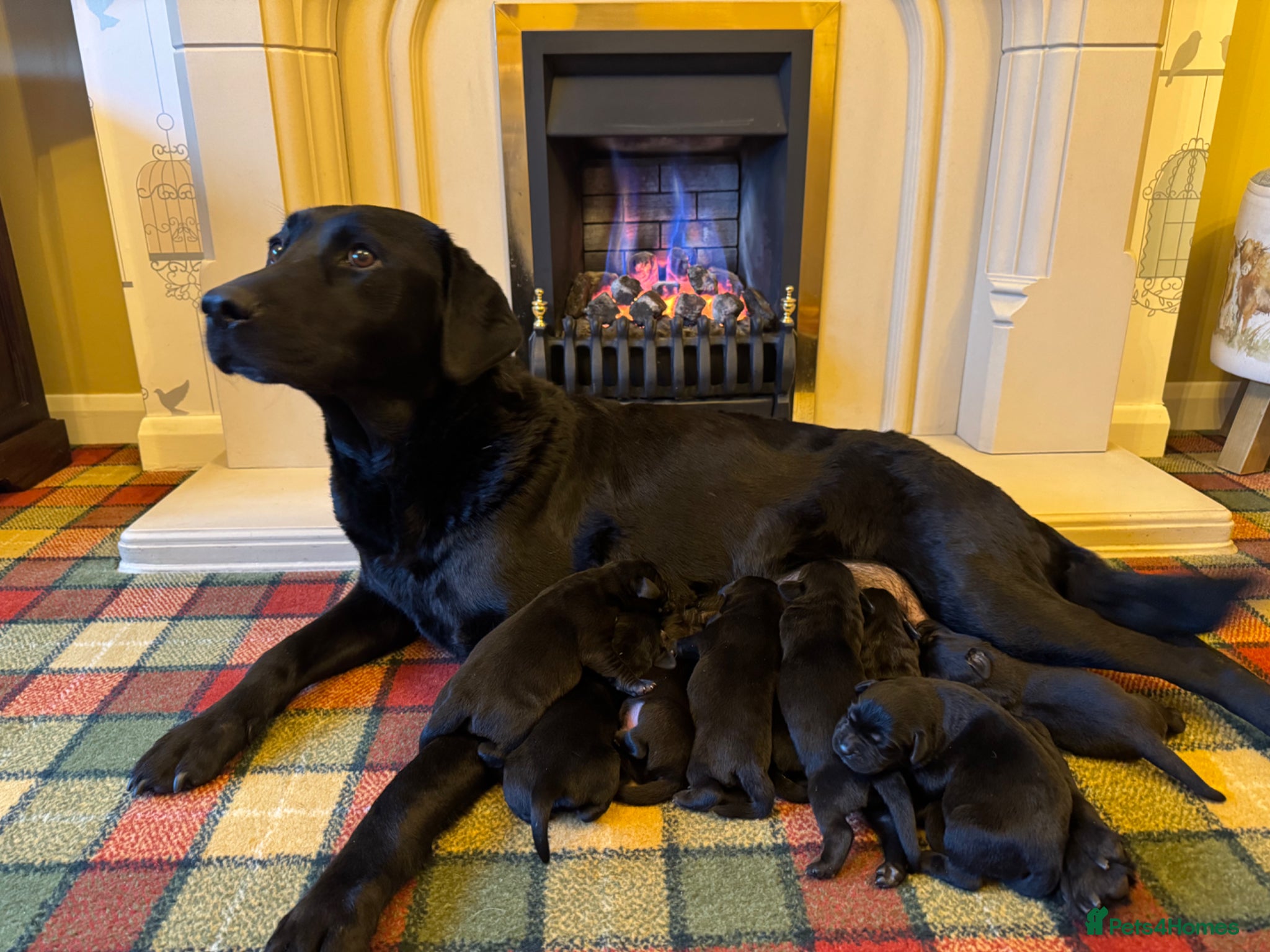 Labrador Retriever dogs Exceptional KC pups-health tested& excellent pet - Advert 1