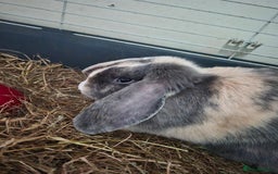 English Lop rabbits for sale: Beautiful Holland lop - Image 3