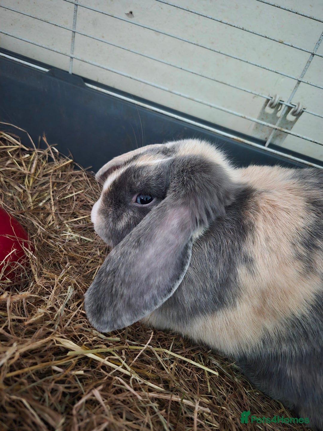 English Lop rabbits for sale: Beautiful Holland lop - Image 3