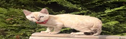 Bengal cats for sale: Nala’s Bengal kitten ready for new home  in Pinner - Advert 3
