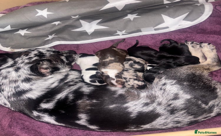 Mixed Breed dogs - Advert 1
