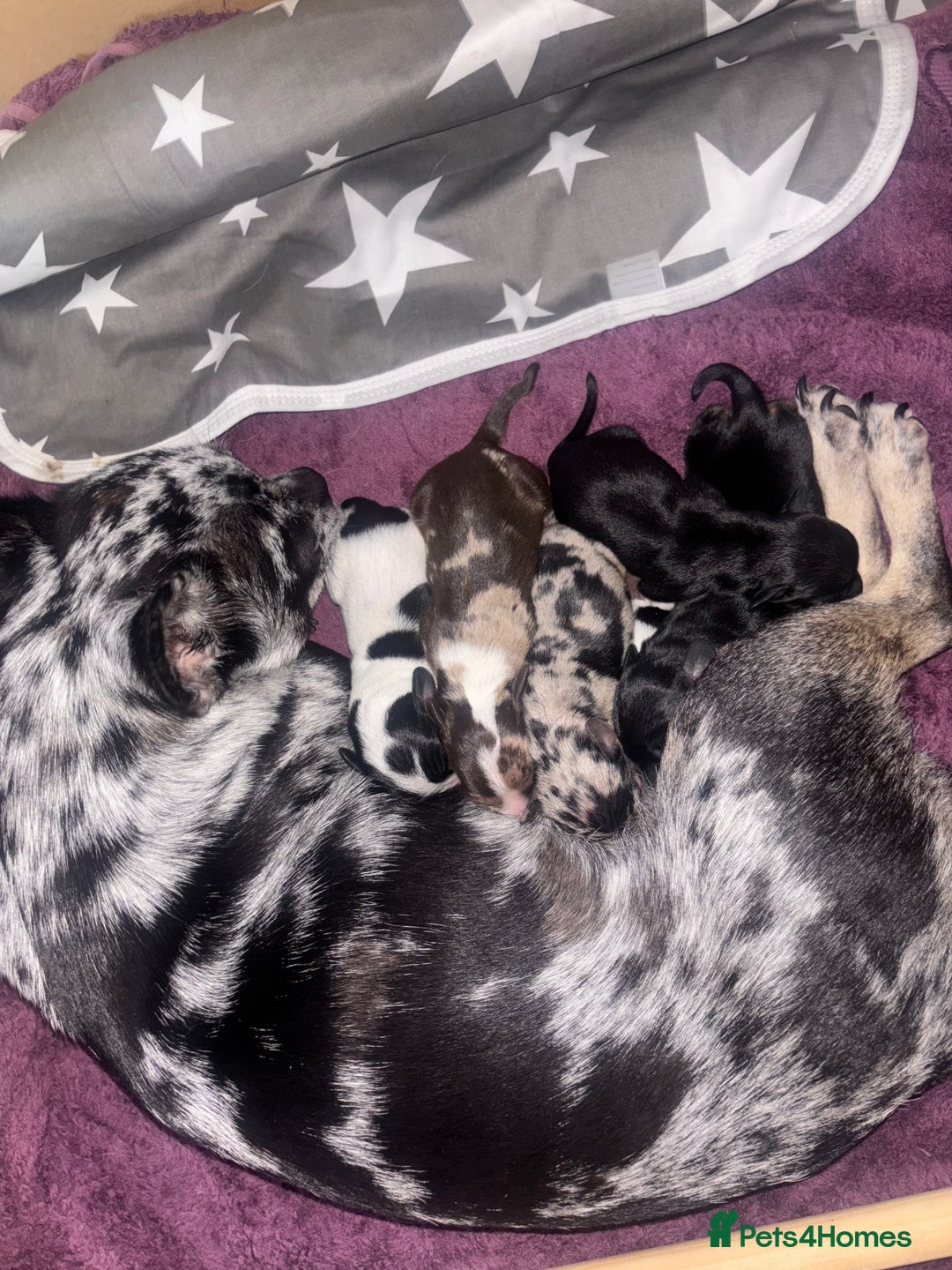 Mixed Breed dogs for sale: Chiweenie puppies for sale  - Image 1