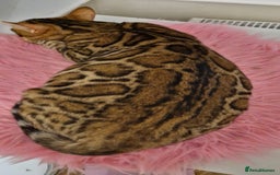 Bengal cats for sale: Beautiful lady ❤️  - Image 12
