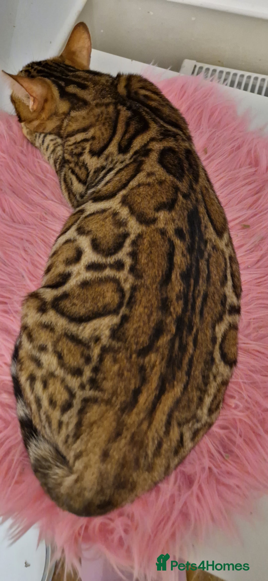 Bengal cats for sale: Beautiful lady ❤️  - Image 12