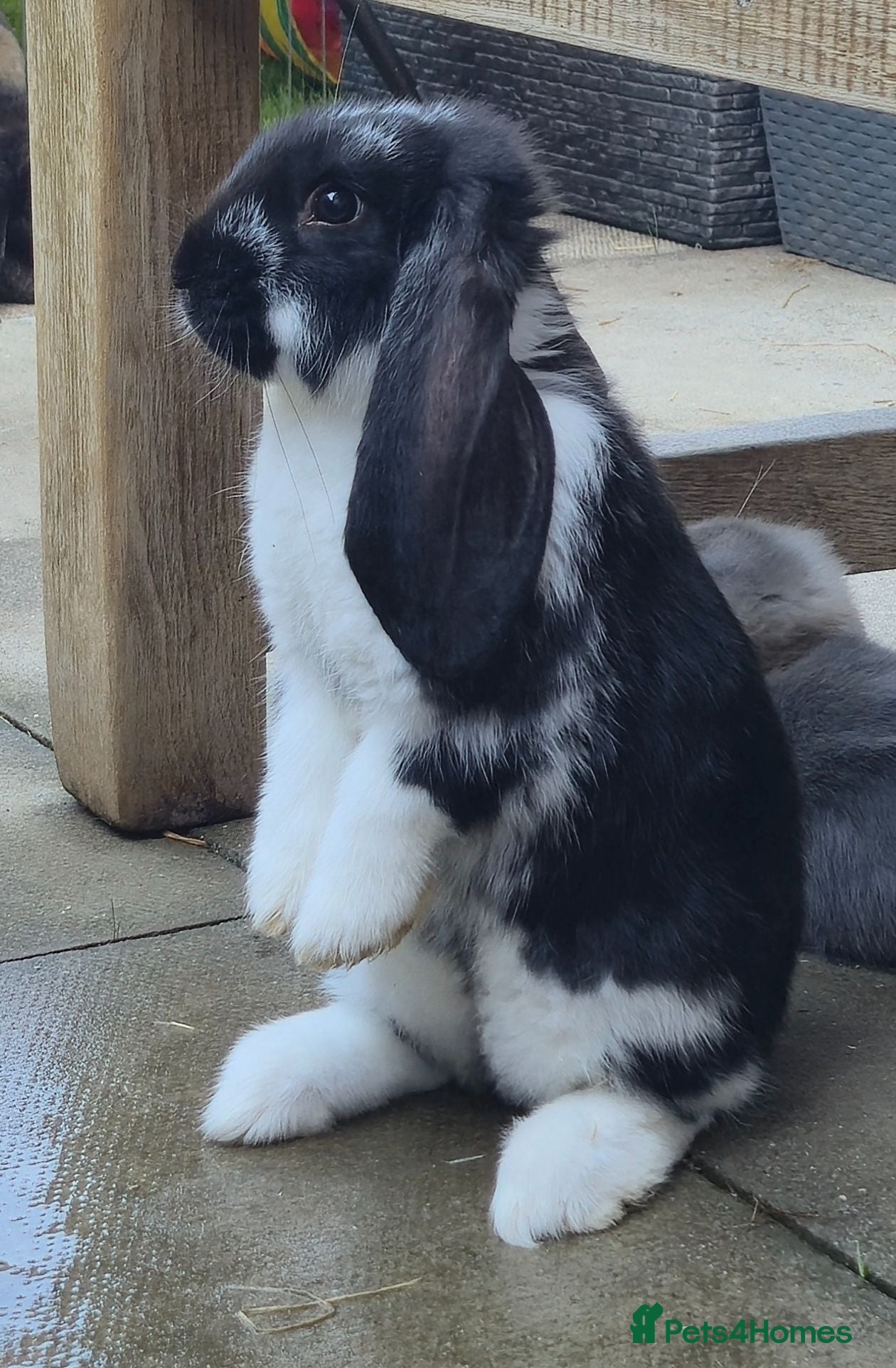French Lop rabbits Friendly French Lop - Advert 7
