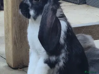French Lop rabbits Friendly French Lop - Advert 2