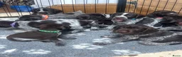 German Wirehaired Pointer dogs for sale: German wirehaired pointer puppies - Advert 8