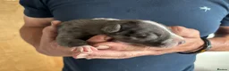 Mixed Breed dogs for sale: Merle Dalmatian cross border collie pups - Advert 7