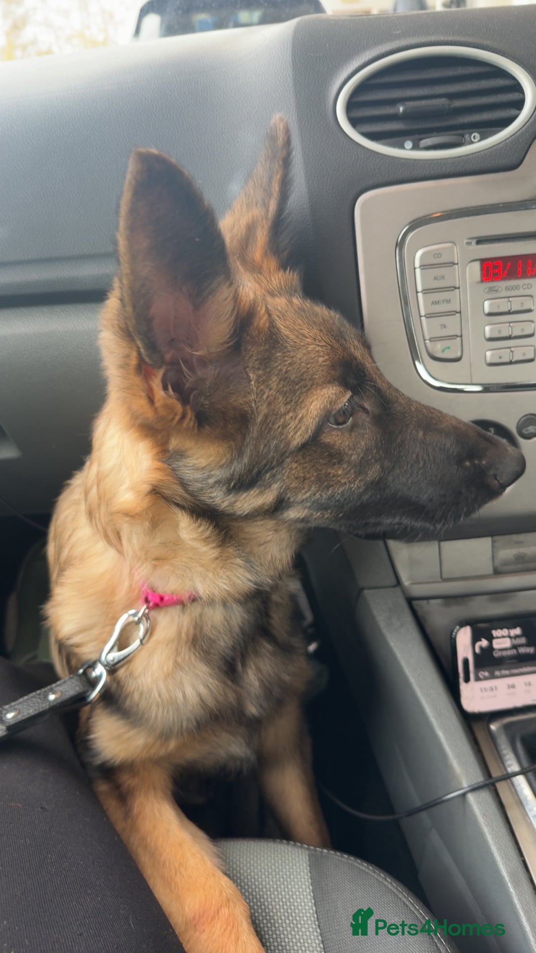 German Shepherd dogs for sale: German shepherd  - Advert 8