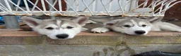 Utonagan dogs for sale: READY TO LEAVE. 3 stunning husky/malamute puppies - Advert 19
