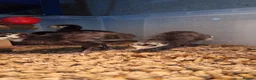 Turkeys poultry for sale: Norfolk Black Turkey Poults - Hatched 17th July - Advert 4