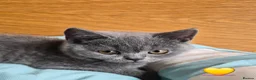 British Shorthair cats for sale:  🐾🎀 BSH 🎀🐾 GCCF/Fully vaccinated - Advert 25