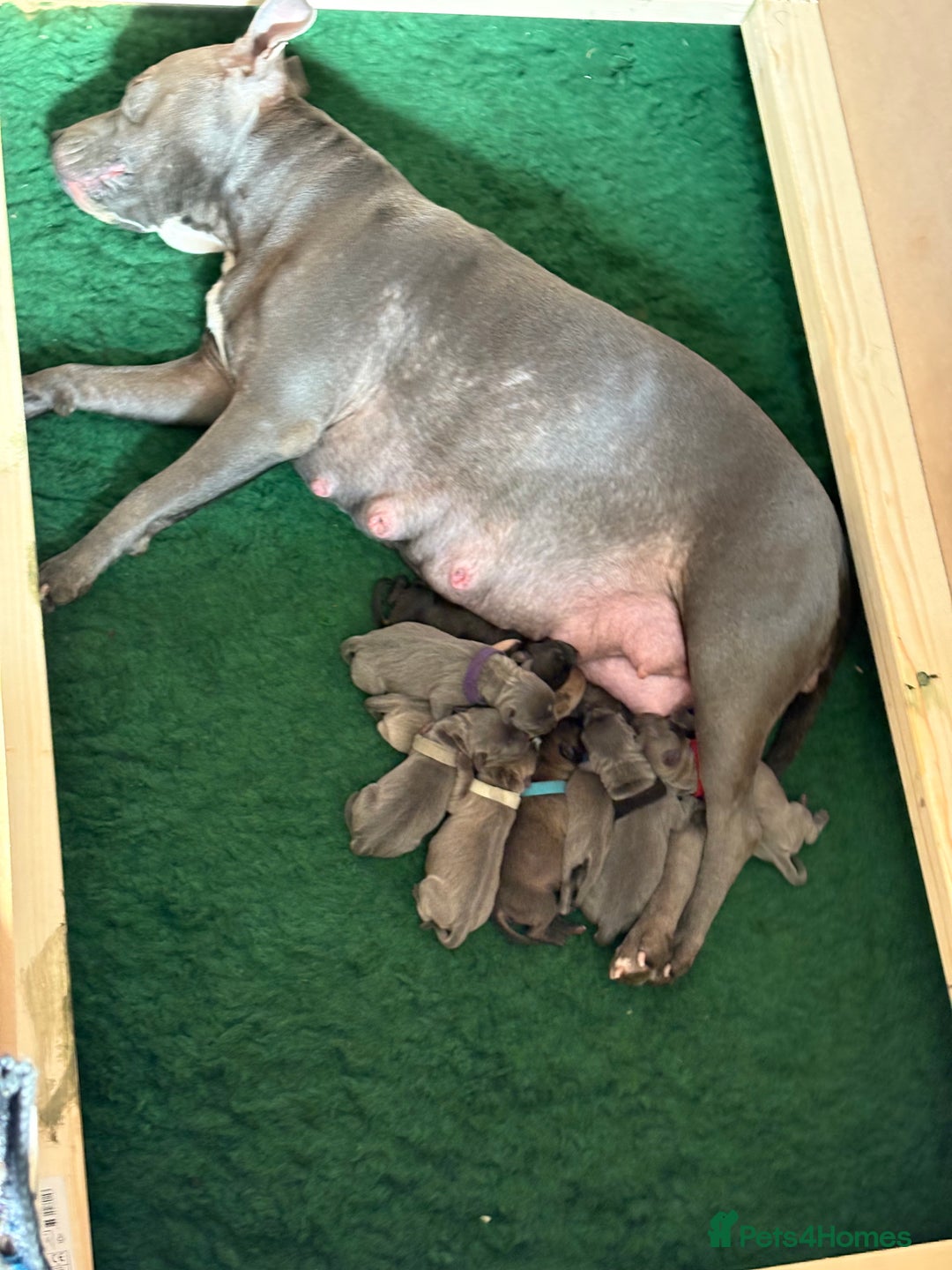 Staffordshire Bull Terrier dogs for sale: Blue staffy pups (mum is champion bred kc) - Image 14