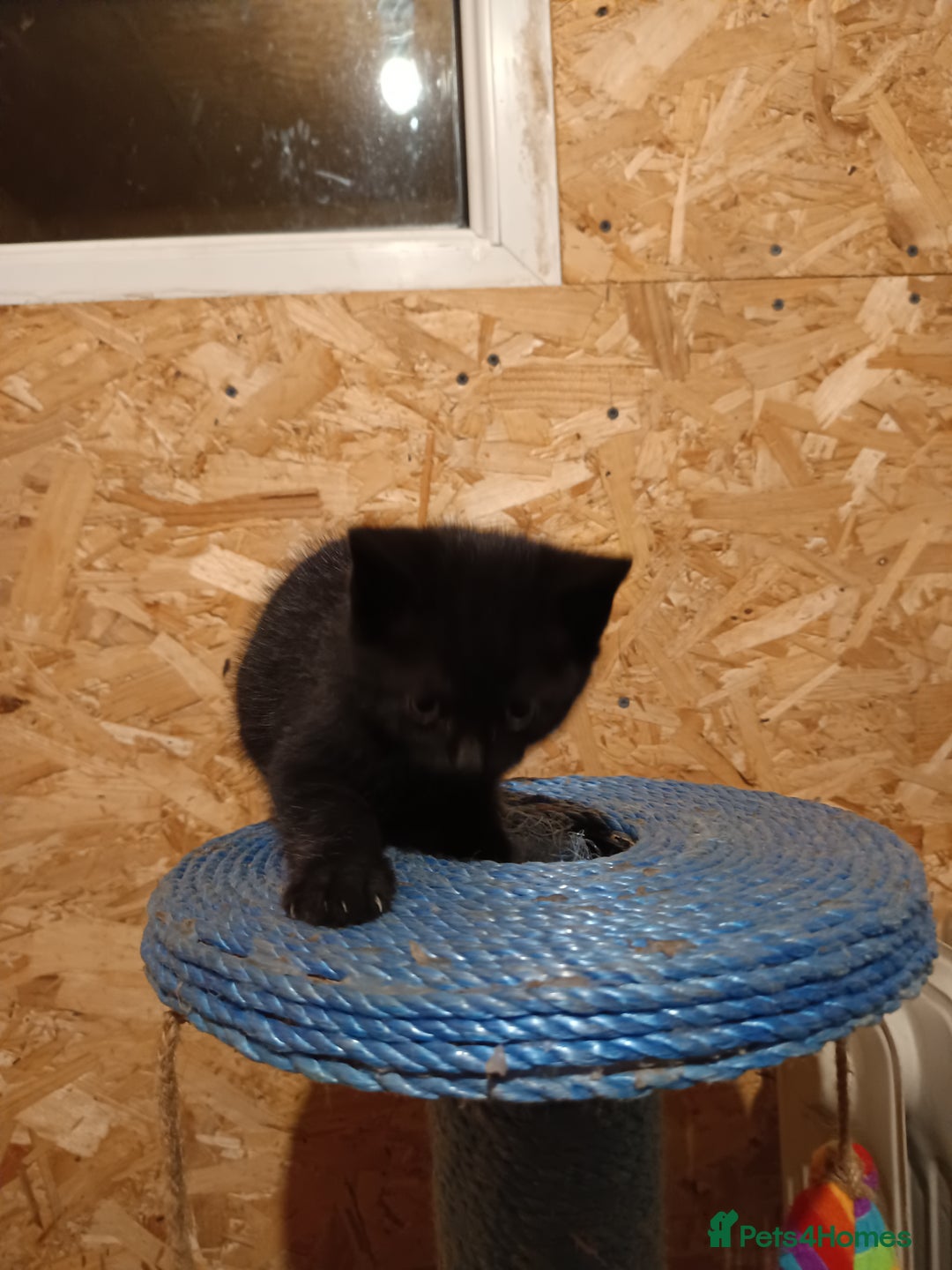 Mixed Breed cats for sale: Cats ready to find a new owner. - Advert 16