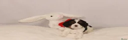 Cavalier King Charles Spaniel dogs for sale: Beautiful stunning  ckcs health care tested  - Advert 21