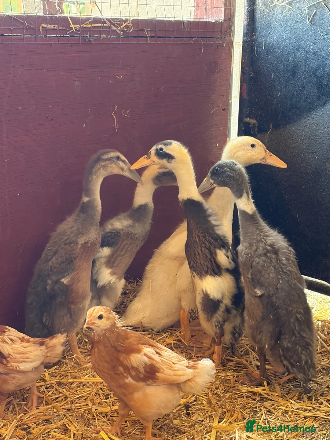 Ducks poultry for sale: 5 Mixed Breed Duckling’s - Advert 2
