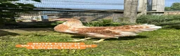 Chickens poultry for sale: Pure breed large fowl hens  - Advert 3