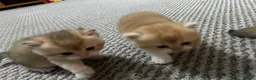 British Shorthair cats for sale: Beautiful BSH BLH NY12 kittens - Advert 9