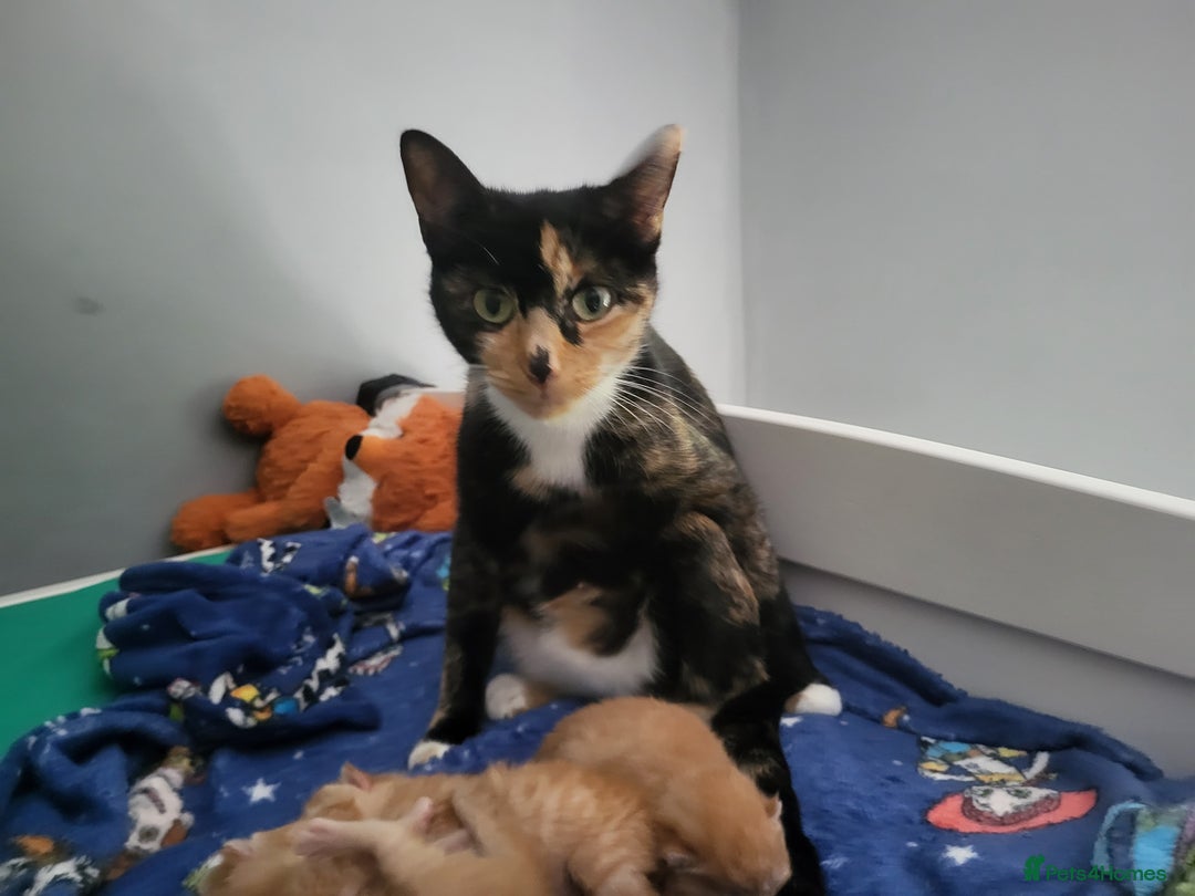 Domestic Shorthair cats for sale: X3 male ginger toms for sale  - Image 2
