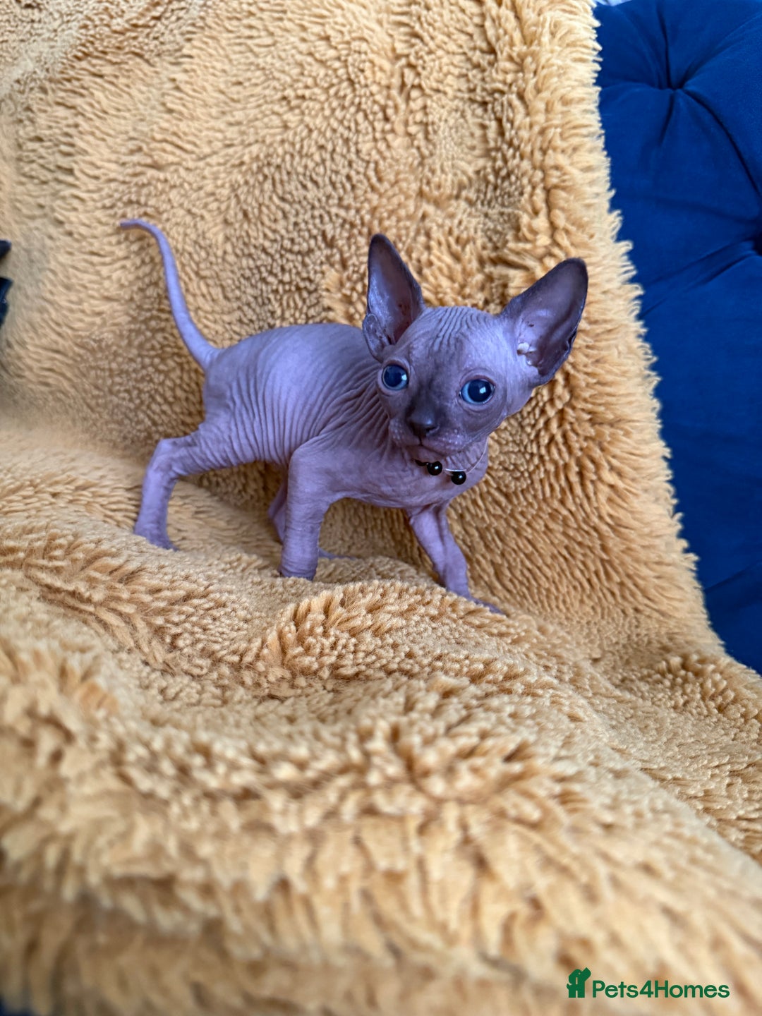 Sphynx cats for sale: Stunning Kittens!  - Advert 16