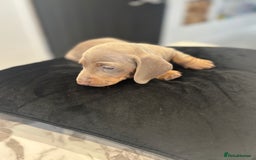 Dachshund dogs for sale: Dachshund Puppy - Image 5