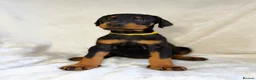 Dobermann dogs for sale: READY NOW- Outstanding KC Dobermann Pups🇧🇷 - Advert 27