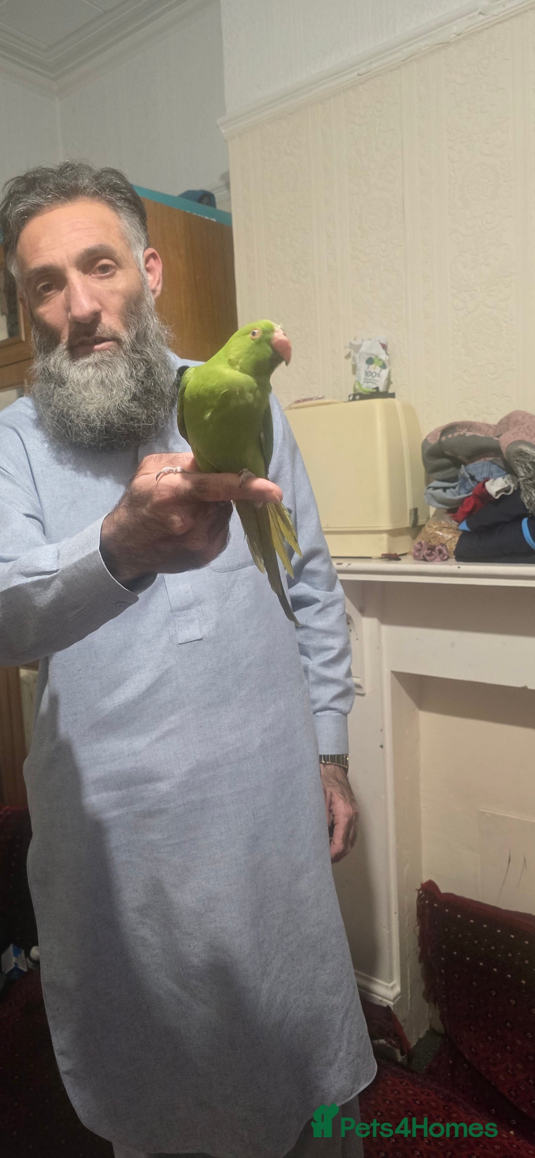 Parrots birds for sale: Green parrot - Advert 1