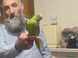 Parrots birds Green parrot - Advert 1