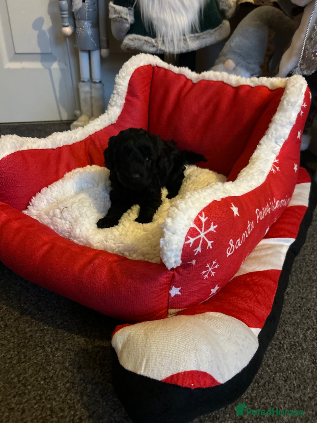 Cavapoo dogs for sale: F1b Cavapoos  - Advert 5